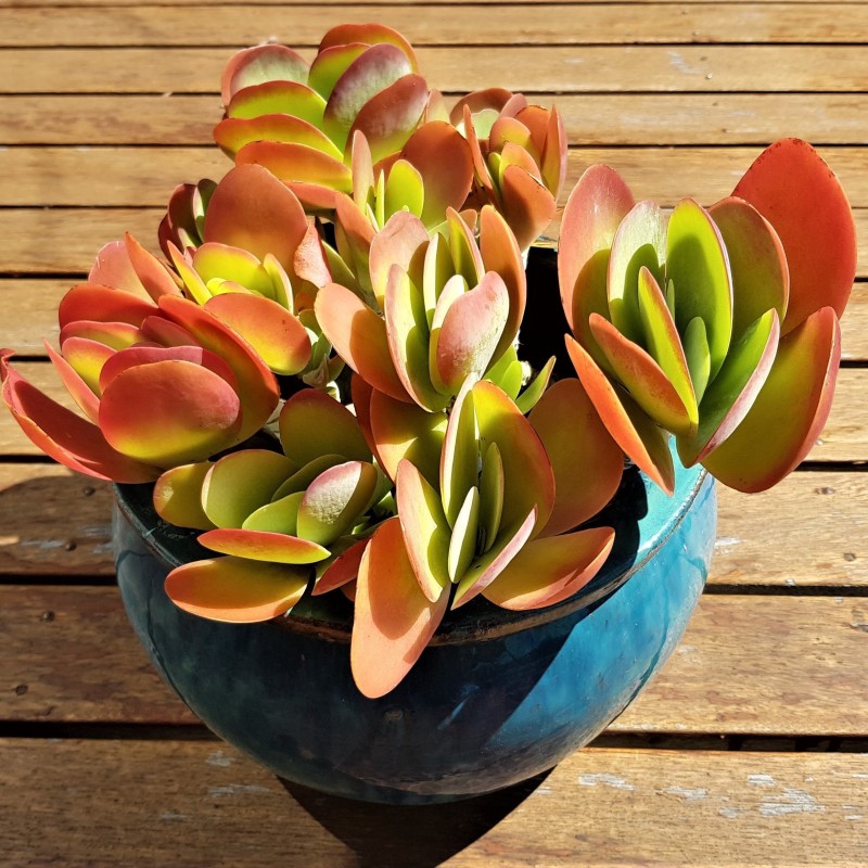 Paddle Plant, Flapjacks, Desert Cabbage Seeds  - 1