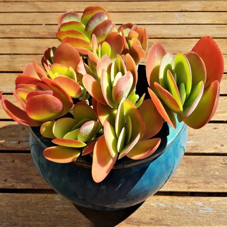 Paddle Plant, Flapjacks, Desert Cabbage Seeds  - 1