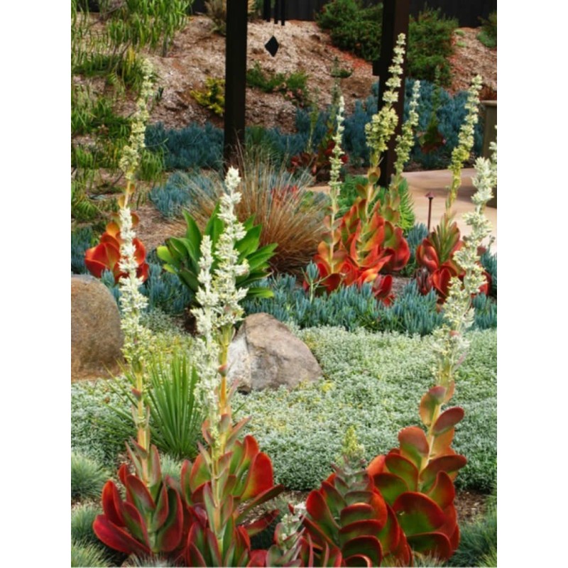 Paddle Plant, Flapjacks, Desert Cabbage Seeds  - 2