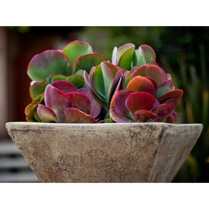 Paddle Plant, Flapjacks, Desert Cabbage Seeds  - 3