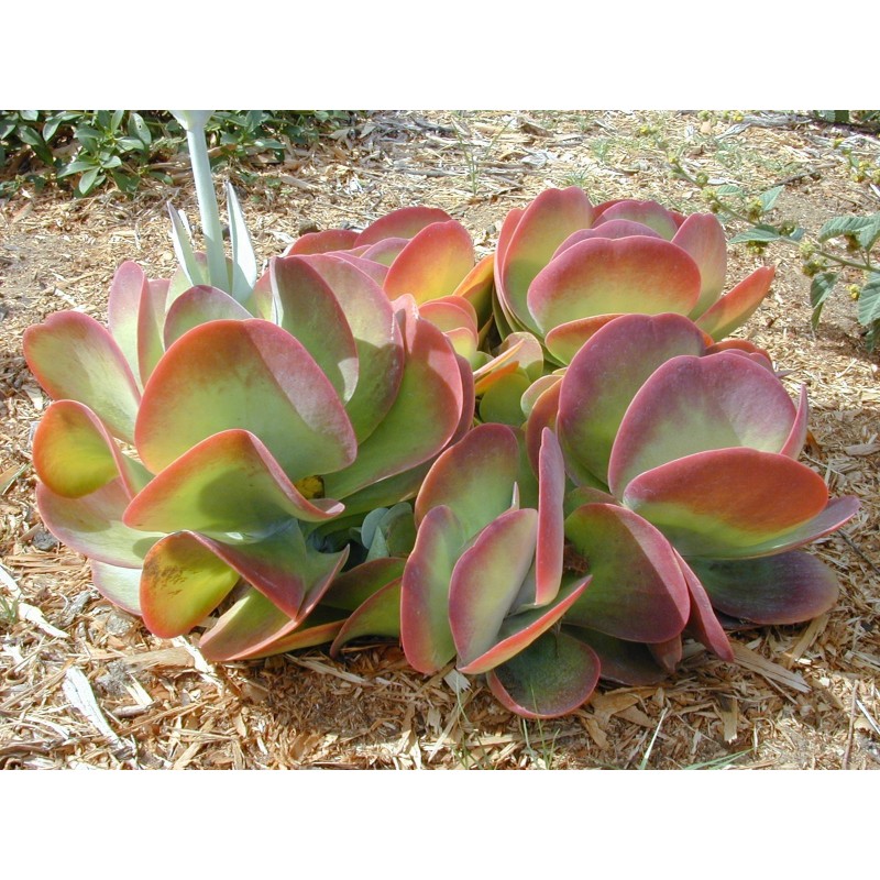 Paddle Plant, Flapjacks, Desert Cabbage Seeds  - 4