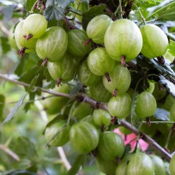 Krusbär Vit frön (Ribes uva-crispa)  - 2