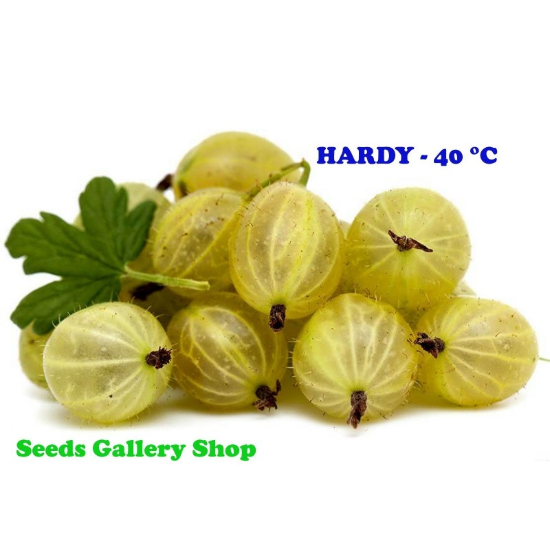 Semillas de Grosella Espinosa Blanco (Ribes uva-crispa)  - 3