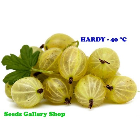 Graines de Groseillier à Maquereau blanc (Ribes uva-crispa) | 1,45 €
