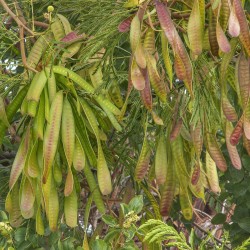 Леуцена светлоголовчатая семена  (Leucaena leucocephala)  - 2