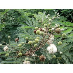 Леуцена светлоголовчатая семена  (Leucaena leucocephala)  - 3
