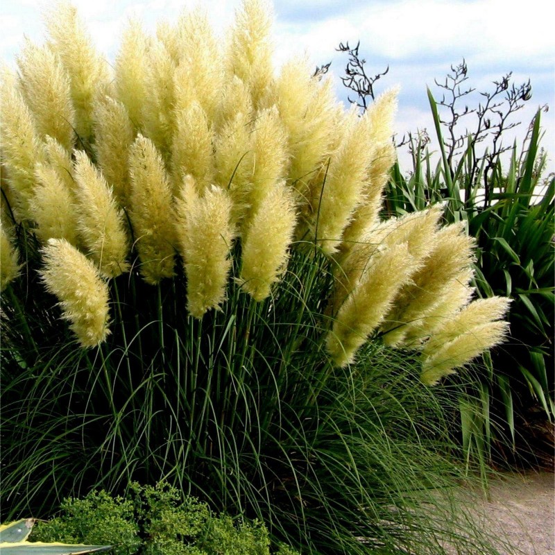 Semi Erba Pampas Grass Bianco (Cortaderia Selloana)  - 4