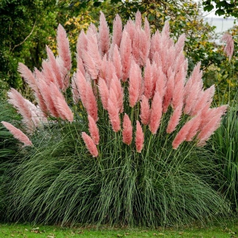 Grass Pampas Pink Samen (Cortaderia Selloana)  - 3