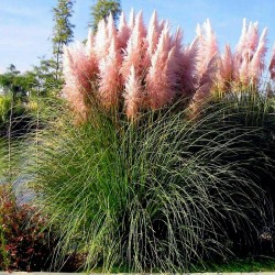 Grass Pampas Pink Seme (Cortaderia Selloana)  - 1