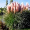 Pink Pampas Grass Seeds (Cortaderia Selloana)  - 1