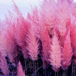Пампасная трава розовый семена  - 2