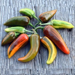 FISH Hot Chilli Pepper Seeds Seeds Gallery - 6