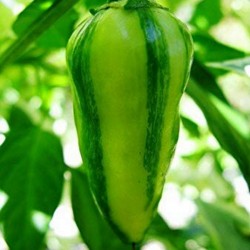 FISH Hot Chilli Pepper Seeds Seeds Gallery - 2