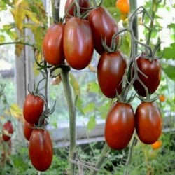 Semillas de tomate Ciruela negra - Black Plum Seeds Gallery - 4