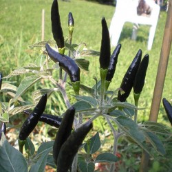 Black Cobra Chili frön (C. annuum)  - 1