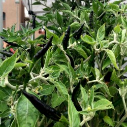 BLACK COBRA Chili – Cili Seme (C. annuum)  - 2