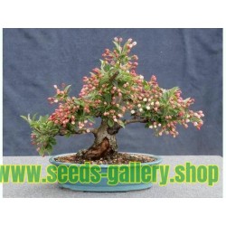 Japanska Jabuka seme bonsai