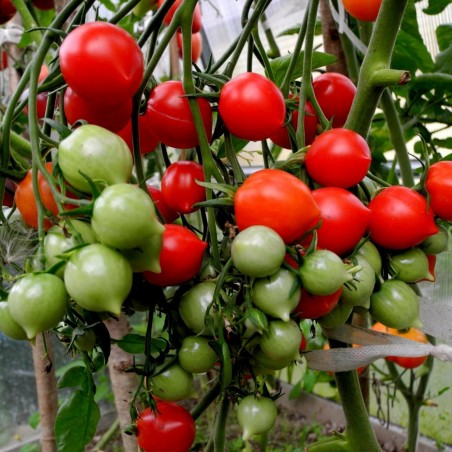 Price: €1.85 - Graines de Tomate GERANIUM KISS - Seeds Gallery