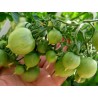 Price: €1.85 - Graines de Tomate GERANIUM KISS - Seeds Gallery