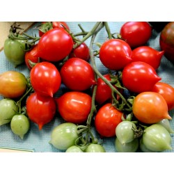 GERANIUM KISS Tomato Seeds Seeds Gallery - 3