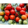 Price: €1.85 - Graines de Tomate GERANIUM KISS - Seeds Gallery