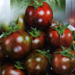 Schwarze Vernissage Tomatensamen Seeds Gallery - 6