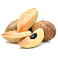 *UNCLE CHAN*10 seed giant Manilkara zapota Sapodilla Fruit Unique Tropical