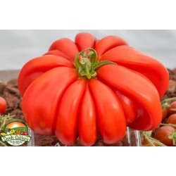 Sementes de tomate Pink Accordion Seeds Gallery - 5