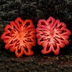 Graines de Tomate Pink Zapotec Ou Pink Accordion Seeds Gallery - 6
