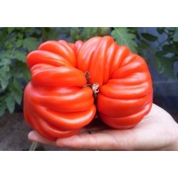 Graines de Tomate Pink Zapotec Ou Pink Accordion Seeds Gallery - 7