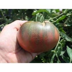 Graines Tomate ancienne noire 'Cherokee purple' Seeds Gallery - 2