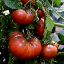 Graines Tomate ancienne noire 'Cherokee purple' Seeds Gallery - 3