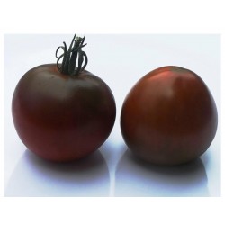 Black Prince Tomato Seeds Organically Grown  - 4