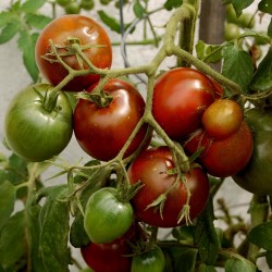 Sementes de tomate Black Prince  - 3
