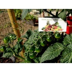 CANDYTOM Tomatensamen - Ideal für wohnung Seeds Gallery - 2