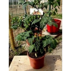 Seme mini paradajza CANDYTOM Seeds Gallery - 4