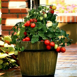 Graines Tomate CANDYTOM Seeds Gallery - 6
