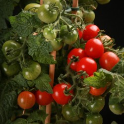 Seme mini paradajza CANDYTOM Seeds Gallery - 5