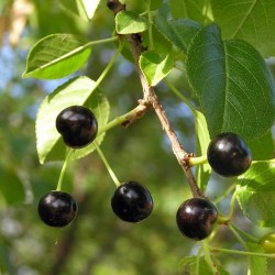 Антипка, Вишня антипка семена (Prunus mahaleb)  - 5