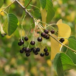 Steinweichsel, Felsen Samen (Prunus mahaleb)  - 6