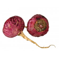 Σπόροι κόκκινος Μάκα (Lepidium meyenii)  - 3