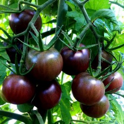 Schwarze Kirsch Tomaten Samen - Black Cherry Seeds Gallery - 2