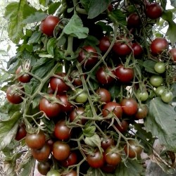 Semillas de tomate Cereza Negro - Black cherry Seeds Gallery - 3