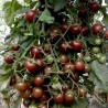 Black Cherry Tomato Seeds Seeds Gallery - 3
