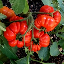 Semillas de tomate Costoluto Genovese Seeds Gallery - 2