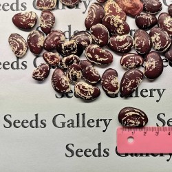 Giant Christmas Lima beans seeds Seeds Gallery - 3