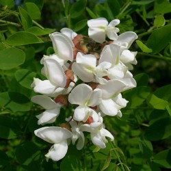 Robinia trädväxt Frön (Robinia pseudoacacia)  - 2