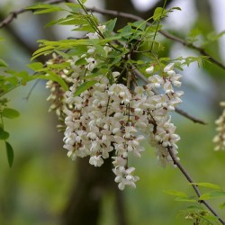 Robinia trädväxt Frön (Robinia pseudoacacia)  - 3