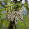 White Wisteria Seeds (Robinia pseudoacacia)  - 3