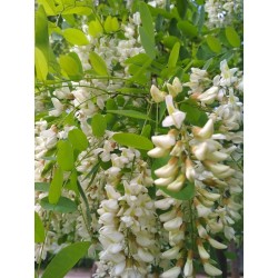 White Wisteria Seeds (Robinia pseudoacacia)  - 4